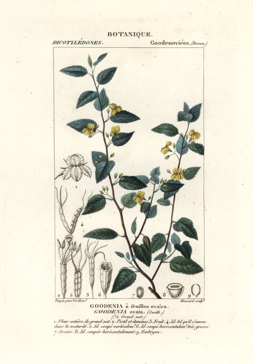 Goodenia hop، Goodenia ovata بواسطة ستانغي ستانغي