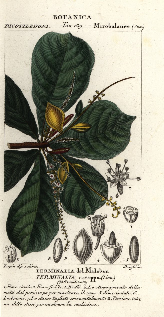 اللوز الهندي، Terminalia catappa بواسطة ستانغي ستانغي