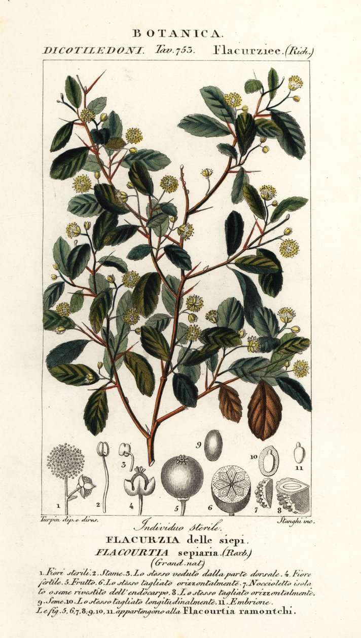 البرقوق الهندي ، Flacourtia indica بواسطة ستانغي ستانغي