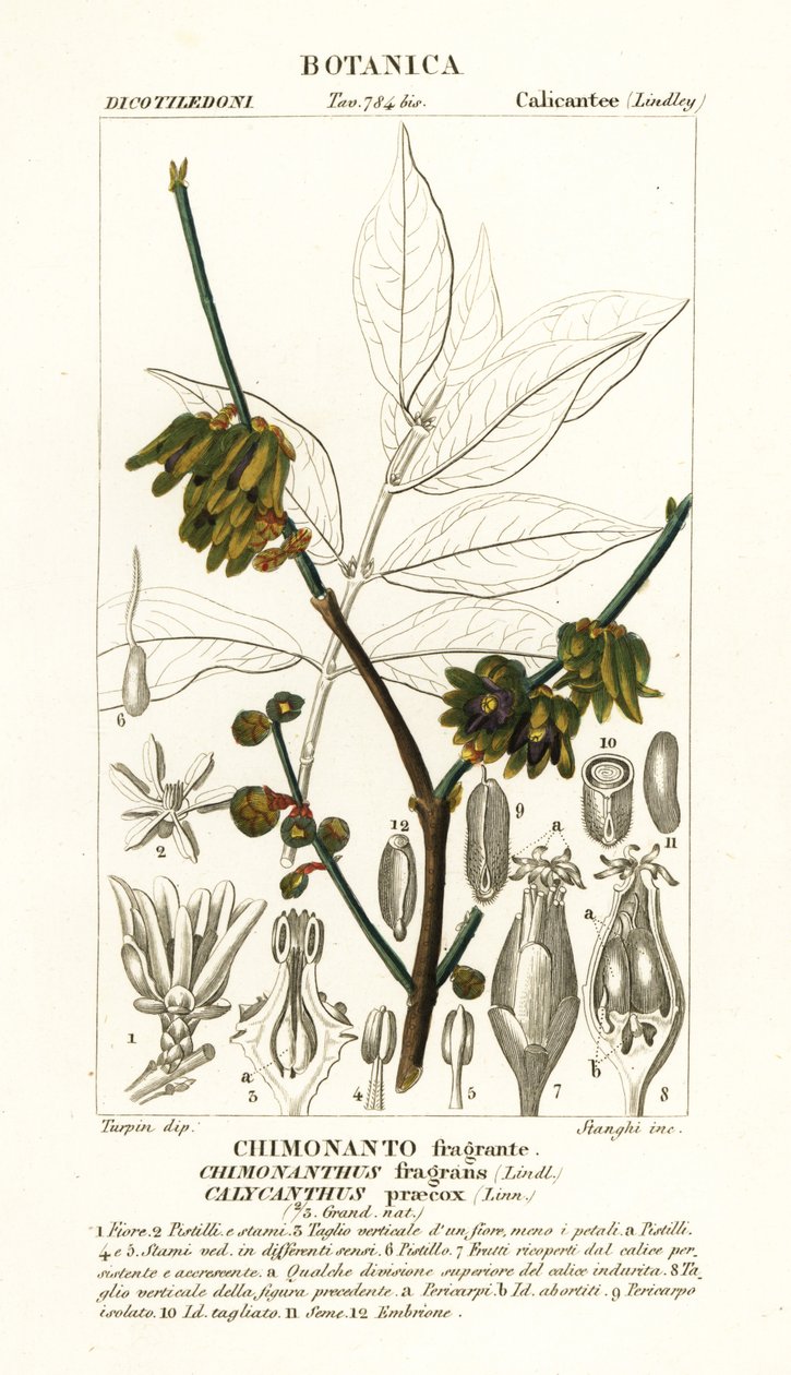 البهارات اليابانية ، Chimonanthus praecox بواسطة ستانغي ستانغي