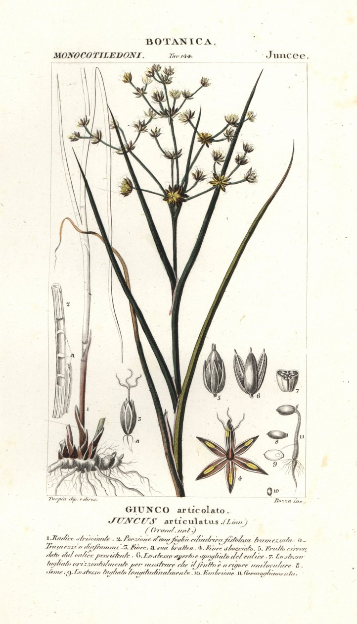 اندفاع صوتي ، Juncus articulatus بواسطة ستانغي ستانغي