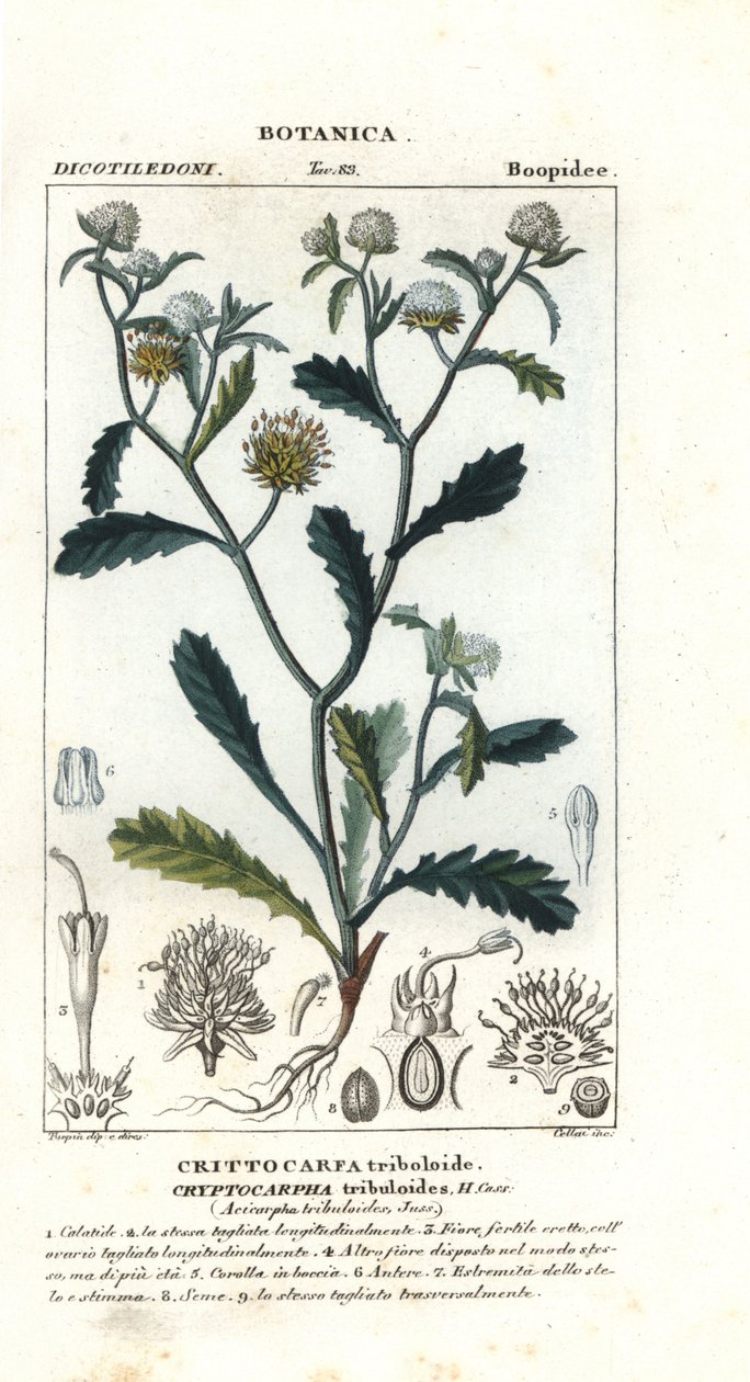 سيدتي جورجون ، Acicarpha tribuloides بواسطة ستانغي ستانغي