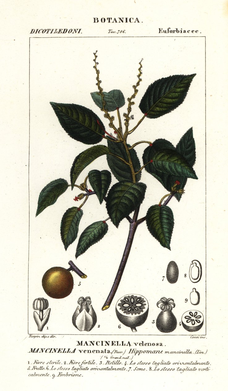 Manchineel أو شجرة تفاح الشاطئ ، Hippomane mancinella بواسطة ستانغي ستانغي