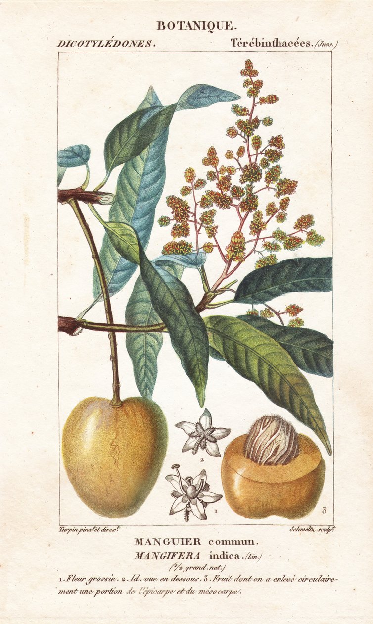 فاكهة المانجو والقسم ، Mangifera indica بواسطة ستانغي ستانغي