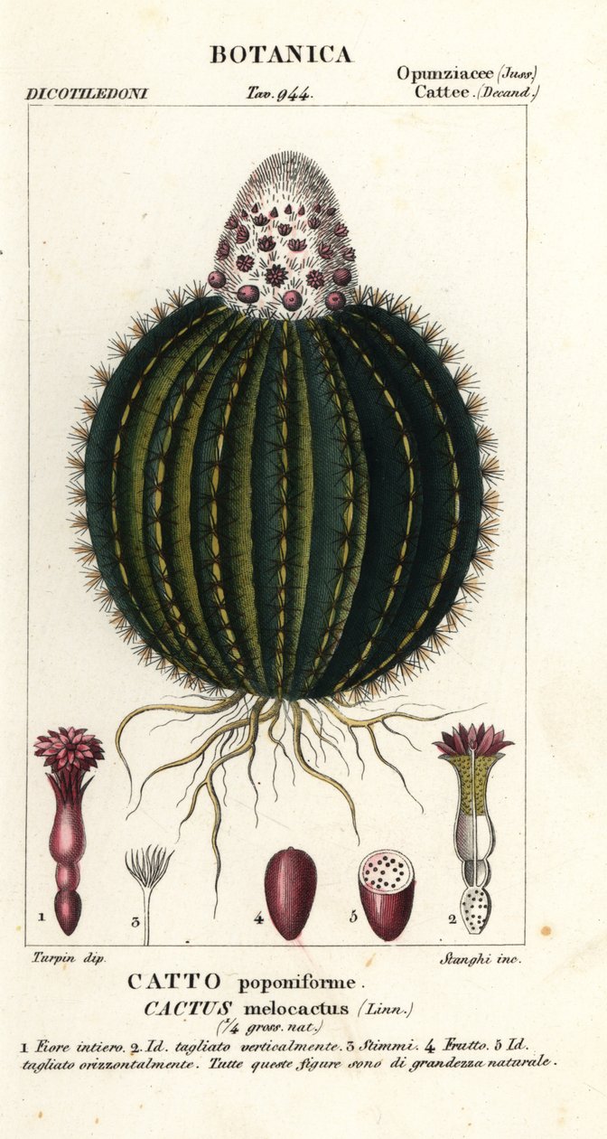 صبار البطيخ ، Melocactus caroli-linnaeus بواسطة ستانغي ستانغي