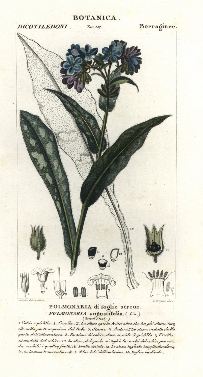 حشيشة الرئة ضيقة الأوراق ، Pulmonaria angustifolia بواسطة ستانغي ستانغي