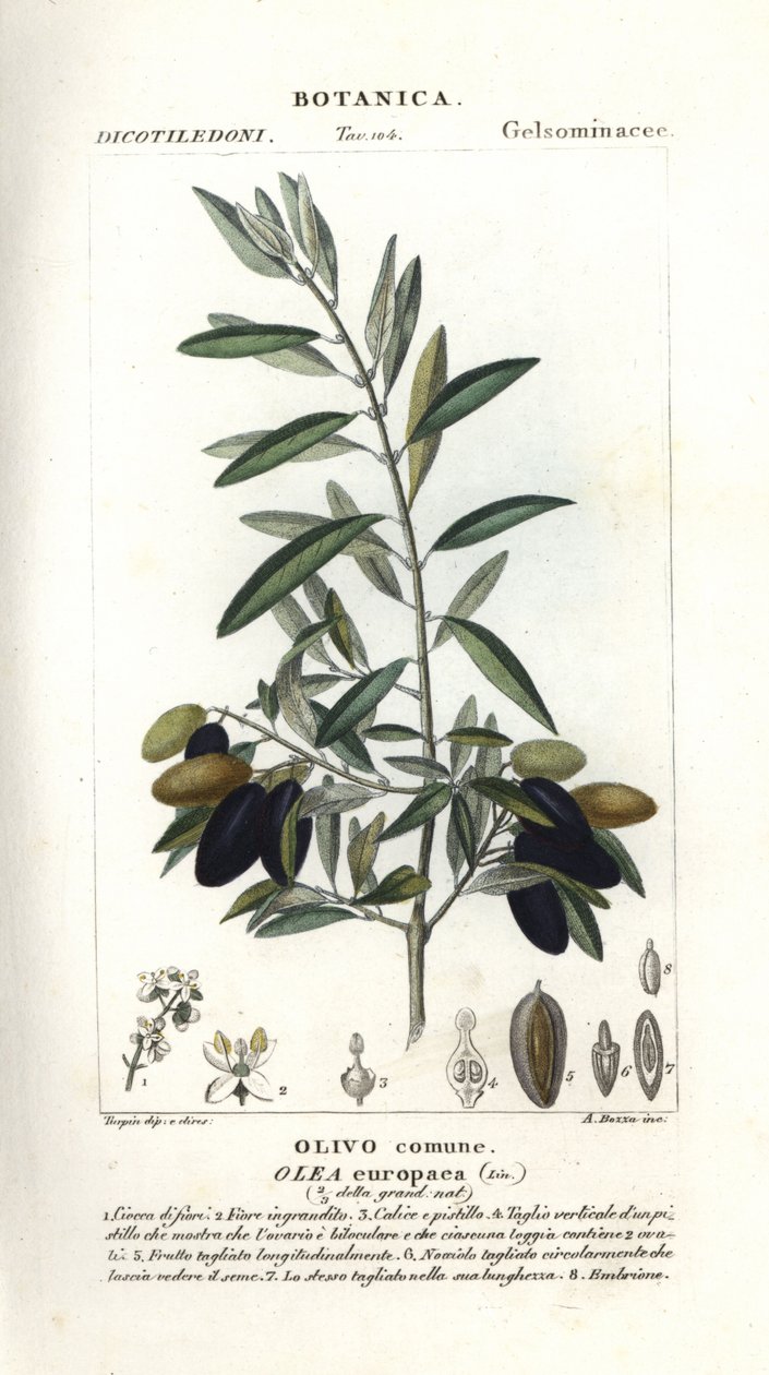 Olive tree, Olea europaea بواسطة ستانغي ستانغي