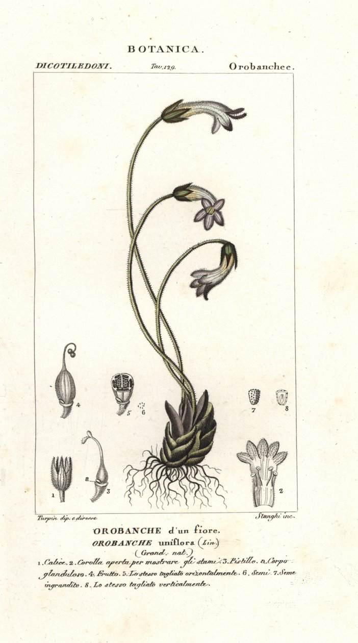 مكنسة زهرة واحدة ، Orobanche uniflora بواسطة ستانغي ستانغي