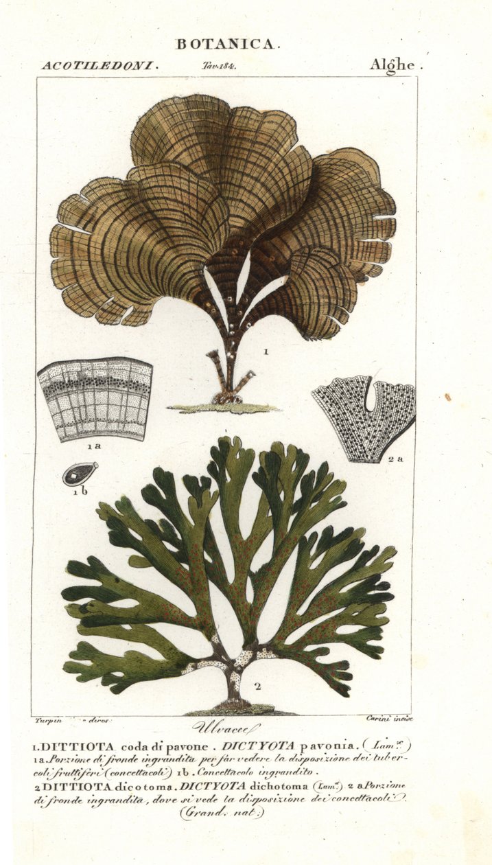 ذيل الطاووس ، Padina Pavonica 1 ، و Dictyota dichotoma 2 بواسطة ستانغي ستانغي