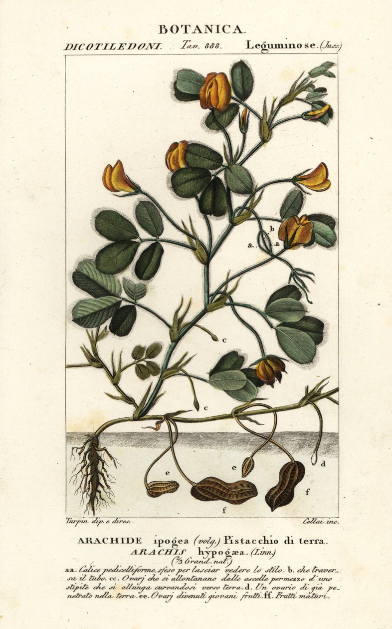 الفول السوداني أو الفول السوداني ، Arachis hypogaea بواسطة ستانغي ستانغي