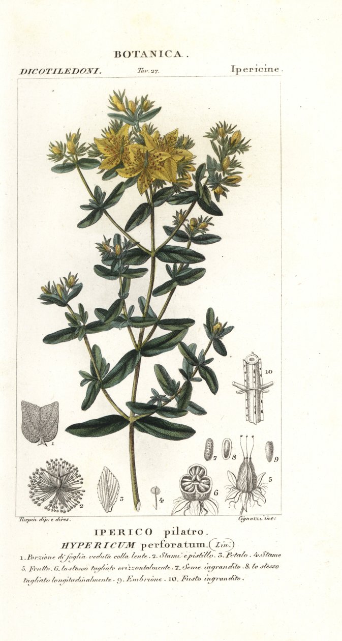 ثقب نبتة سانت جون ، Hypericum perforatum بواسطة ستانغي ستانغي