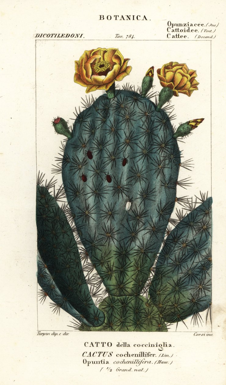 الكمثرى الشائك ، Nopalea cochenillifera بواسطة ستانغي ستانغي