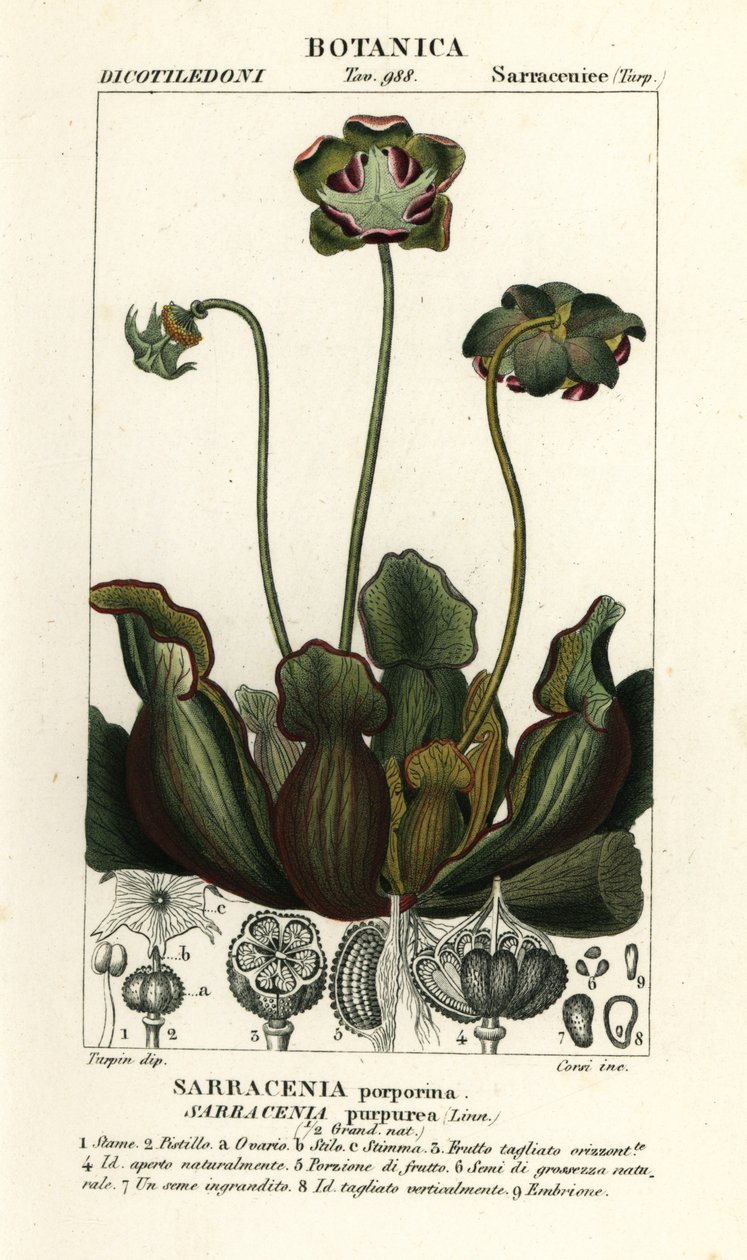 نبات الإبريق الأرجواني ، Sarracenia purpurea بواسطة ستانغي ستانغي