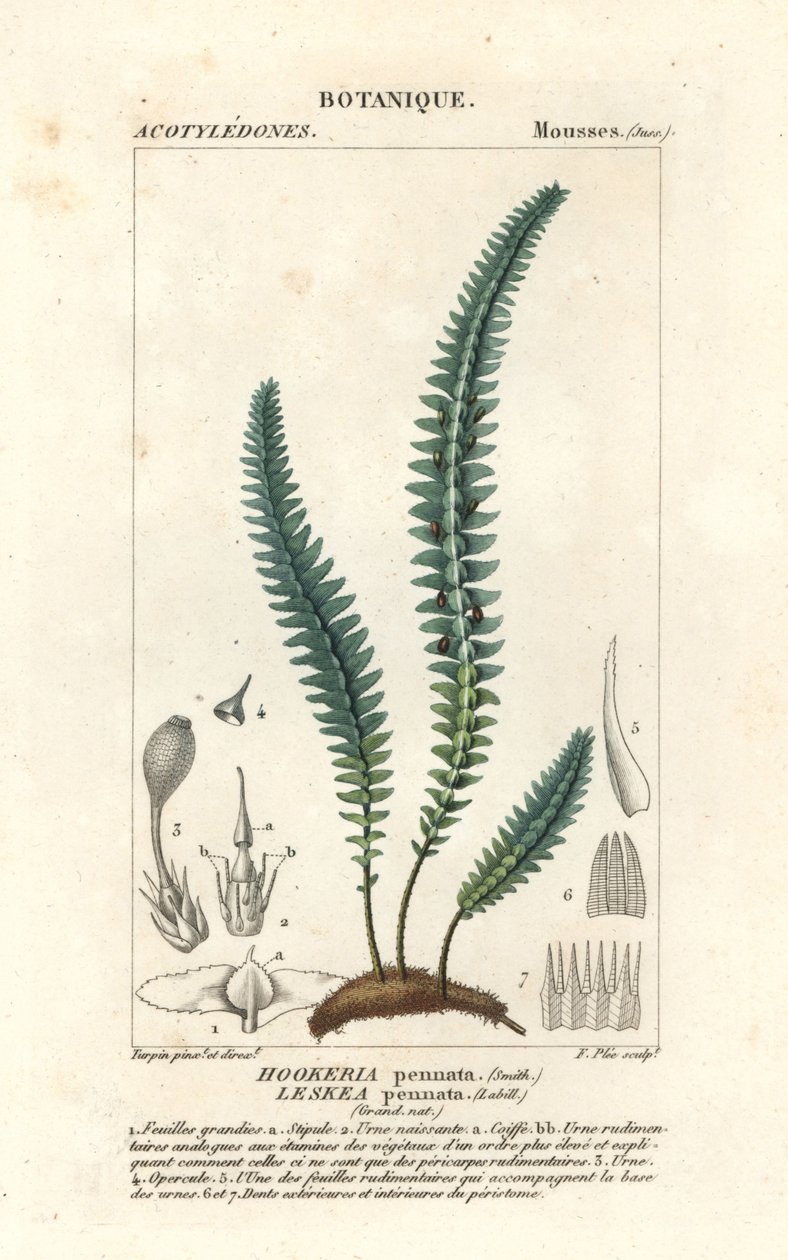 طحلب الريشة أو الطحلب الكاذب ، Cyathophorum bulbosum بواسطة ستانغي ستانغي