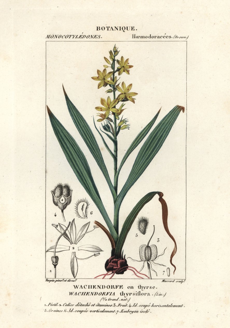 الجذر الأحمر ، Wachendorfia thyrsiflora بواسطة ستانغي ستانغي