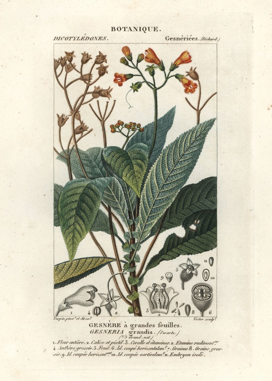 Rhytidophyllum grande بواسطة ستانغي ستانغي