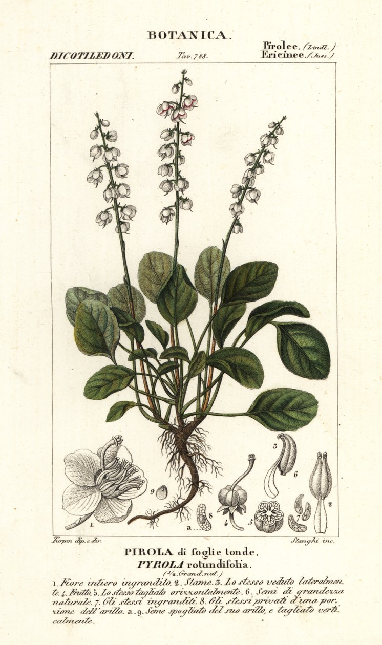 أوراق شتوية مستديرة الأوراق ، Pyrola rotundifolia بواسطة ستانغي ستانغي