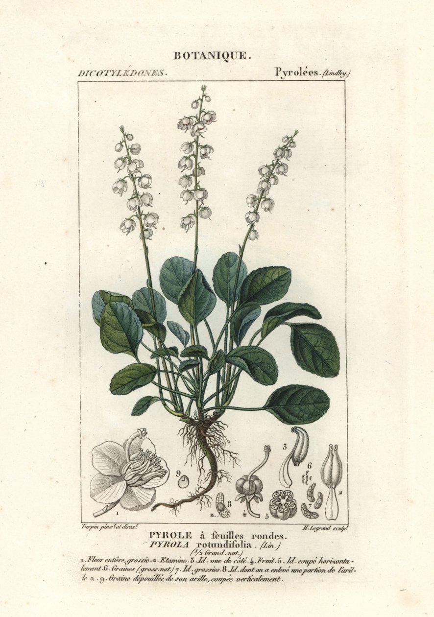 أوراق شتوية مستديرة الأوراق ، Pyrola rotundifolia بواسطة ستانغي ستانغي