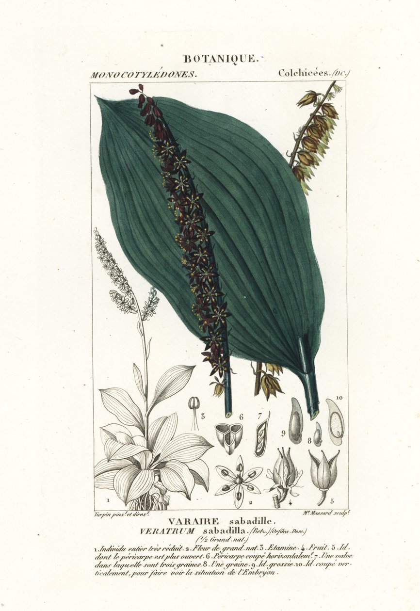 Sabadilla ، Schoenocaulon officinale بواسطة ستانغي ستانغي