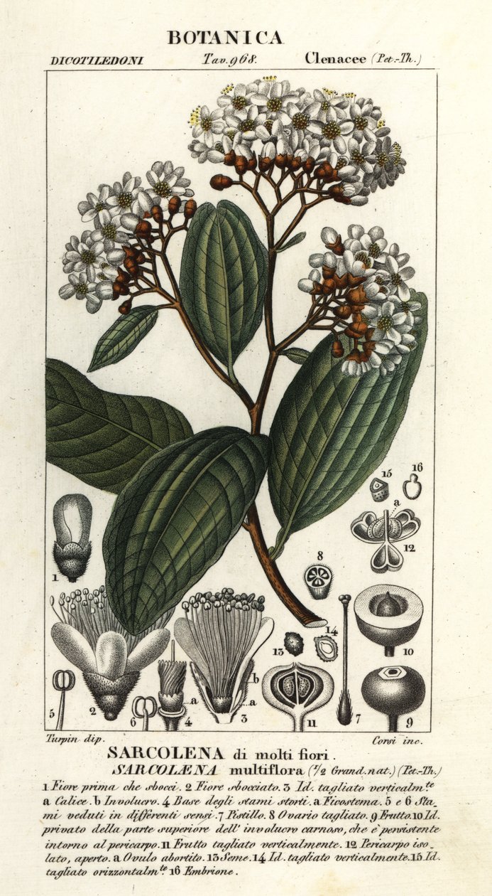 Sarcolaena multiflora بواسطة ستانغي ستانغي