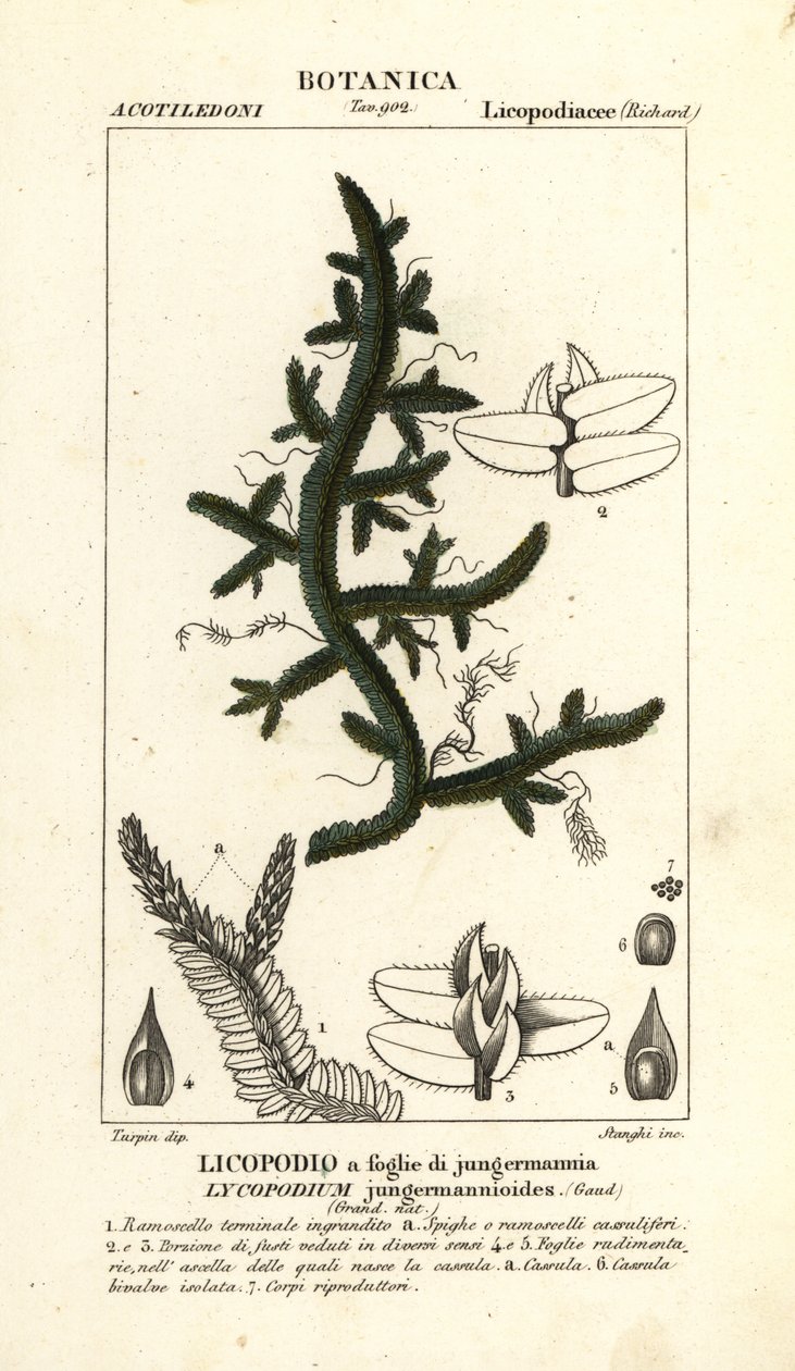 Selaginella jungermannioides السرخس بواسطة ستانغي ستانغي
