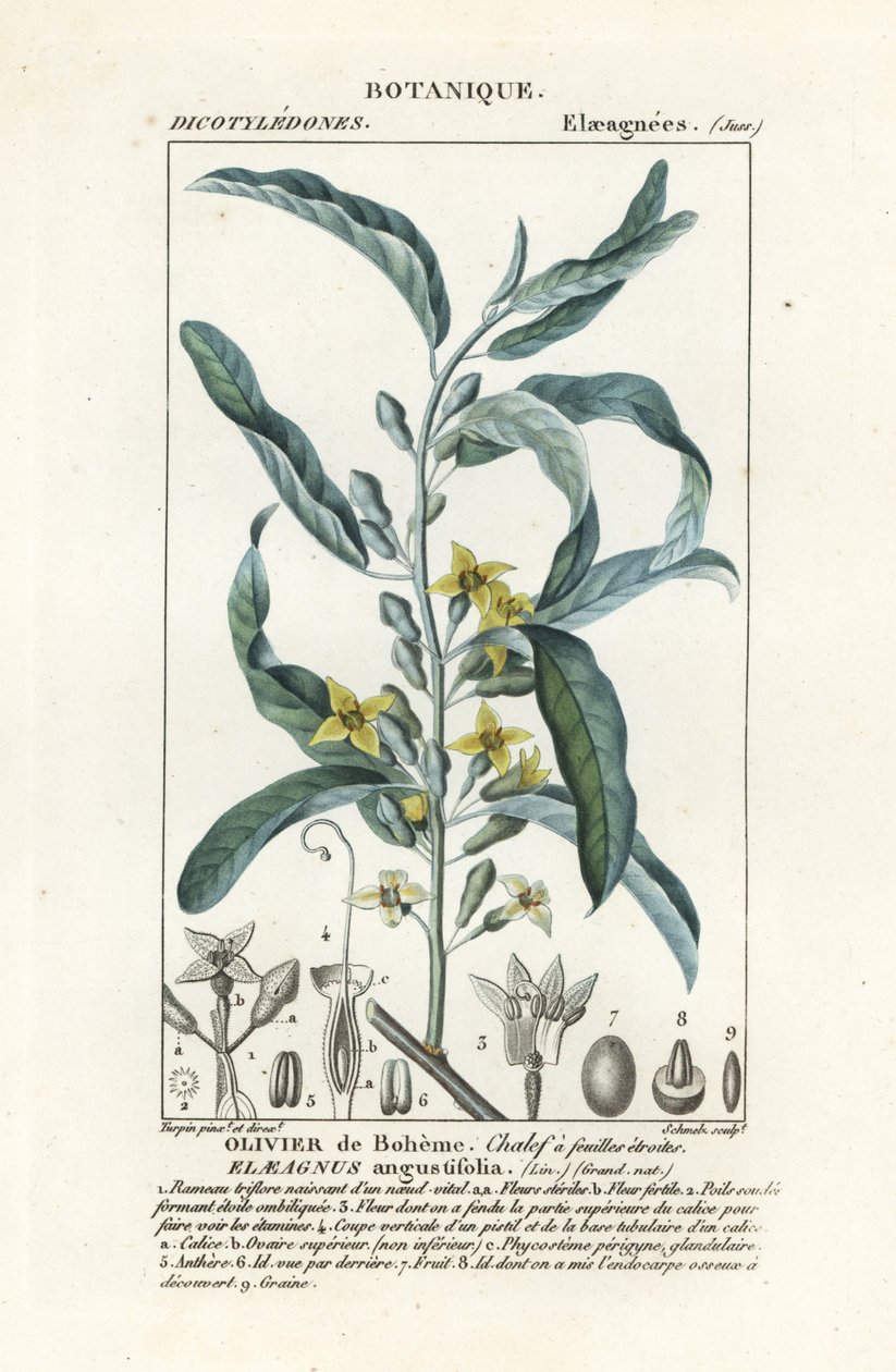 التوت الفضي أو الأوليستر ، Elaeagnus angustifolia بواسطة ستانغي ستانغي