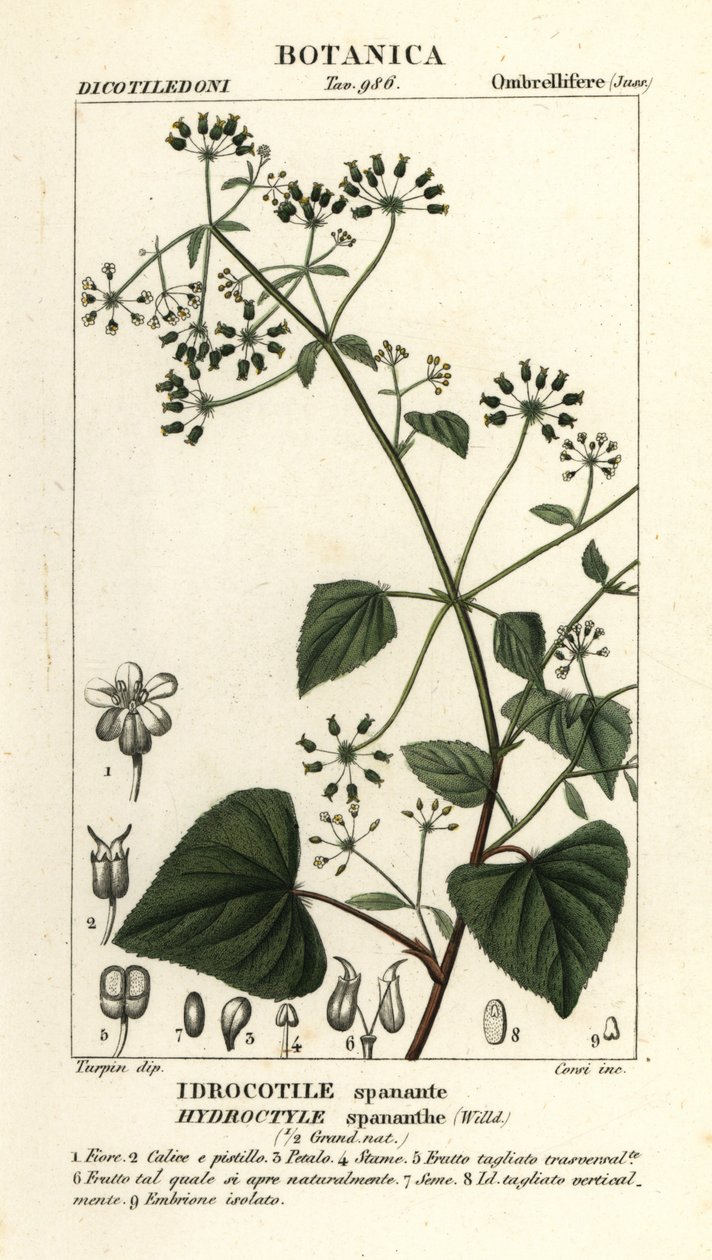 Spananthe paniculata Hydrocotyle Spananthe ، Idrocotile spanante بواسطة ستانغي ستانغي