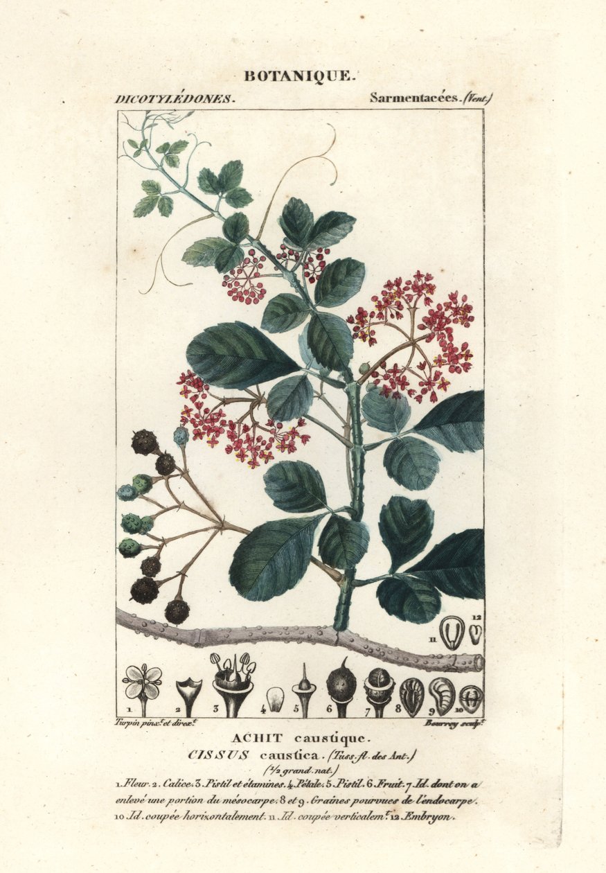 نبات شجرة الملعقة، Cissus obovata بواسطة ستانغي ستانغي