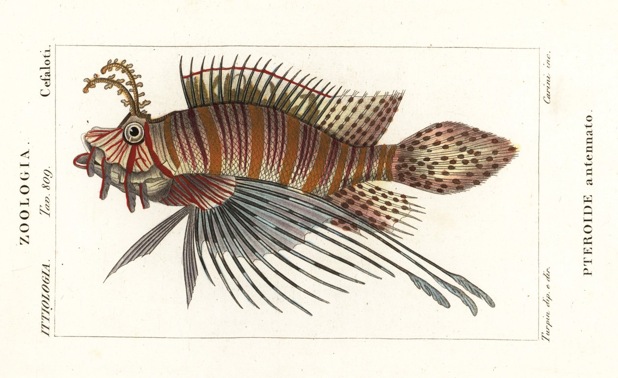 سبوتفين أسد ، Pterois antennata بواسطة ستانغي ستانغي