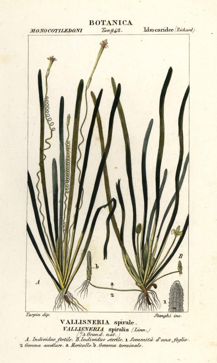 عشب الشريط أو عشب ثعبان البحر Vallisneria spiralis بواسطة ستانغي ستانغي