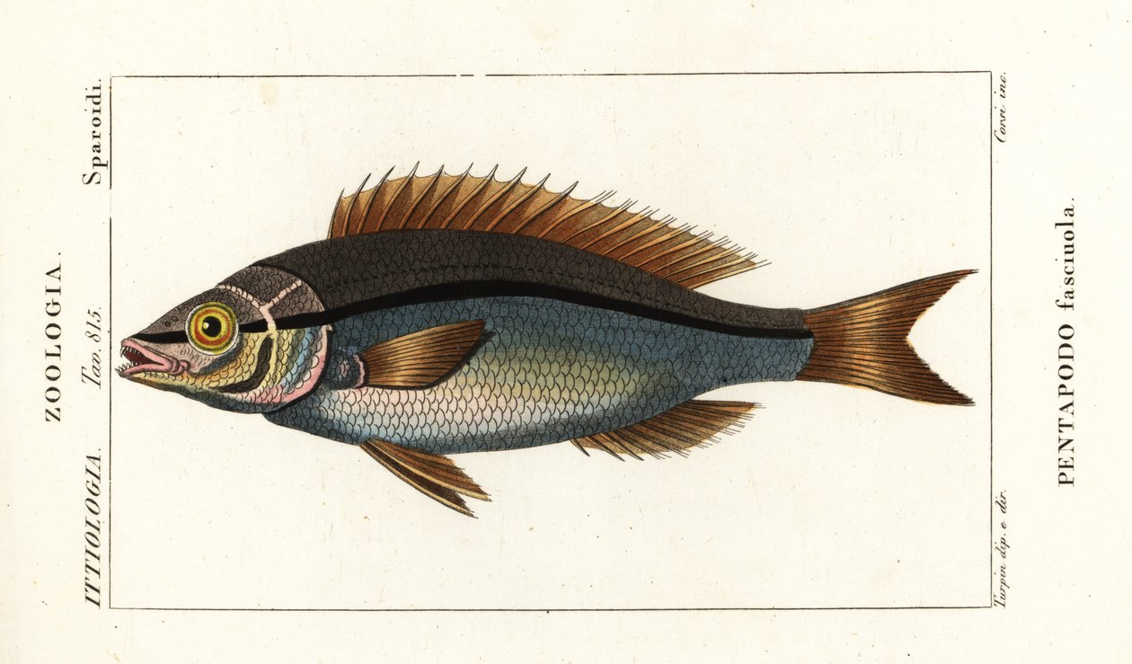 خيط الزعانف bream ، Pentapodus fasciuola بواسطة ستانغي ستانغي