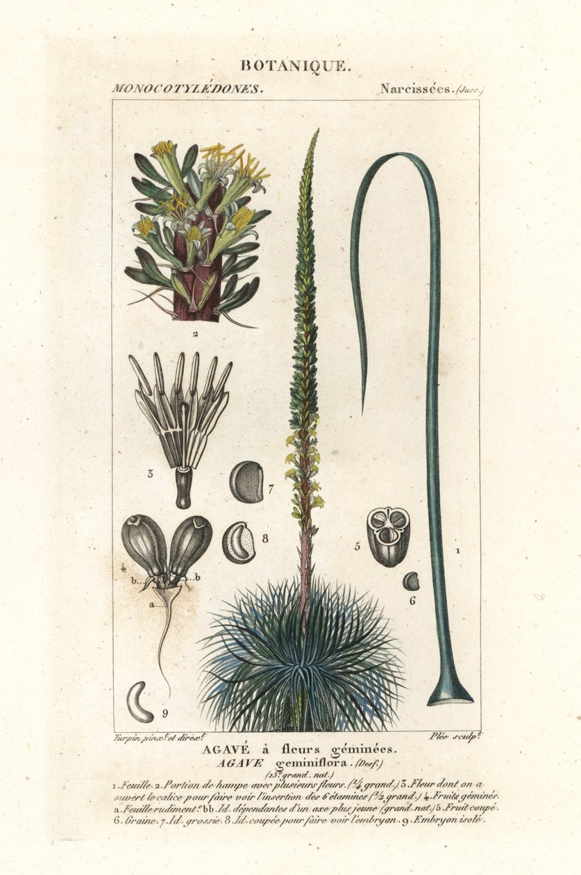 الصبار التوأم المزهر ، Agave geminiflora بواسطة ستانغي ستانغي