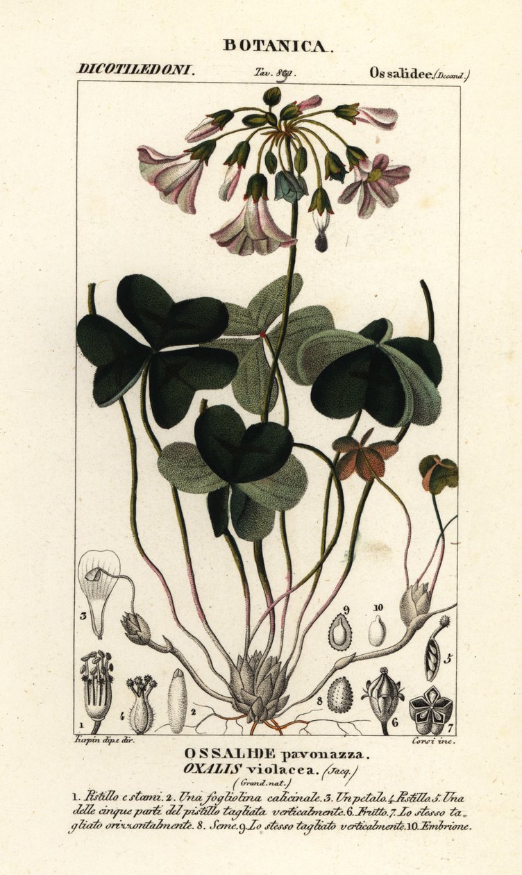 حميض الخشب البنفسجي ، Oxalis violacea بواسطة ستانغي ستانغي