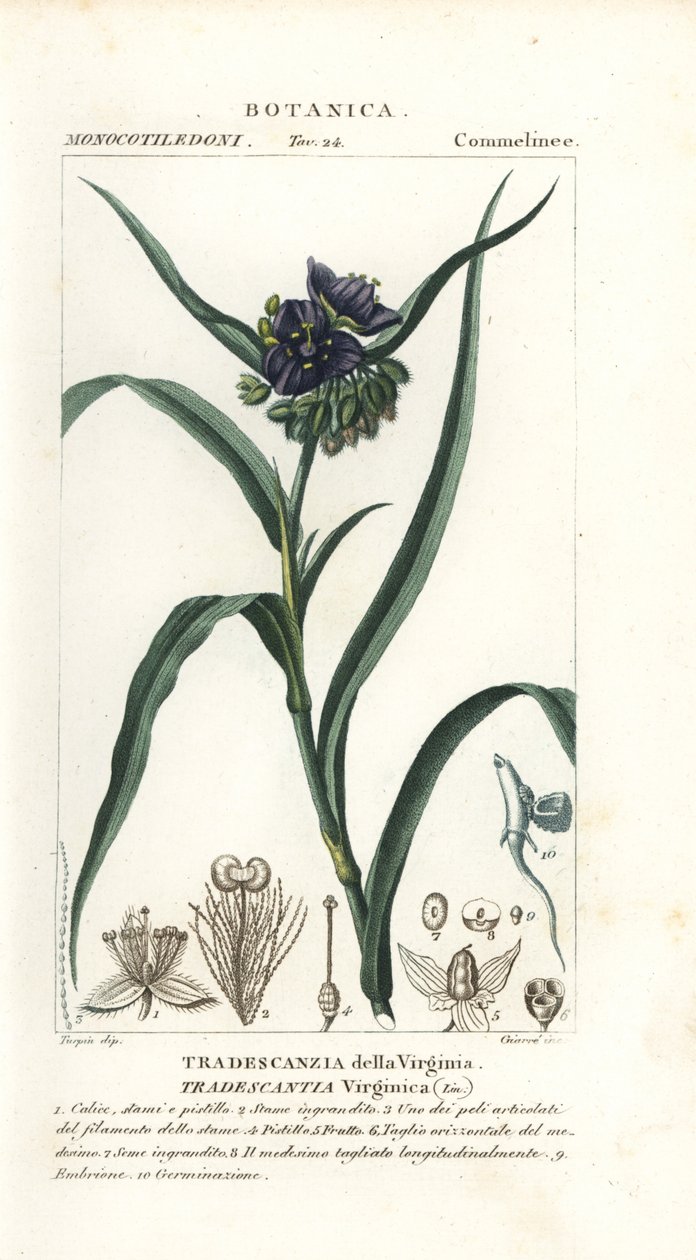 فرجينيا العنكبوت ، Tradescantia virginiana بواسطة ستانغي ستانغي