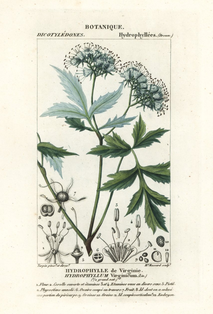 فرجينيا Waterleaf ، Hydrophyllum virginianum بواسطة ستانغي ستانغي
