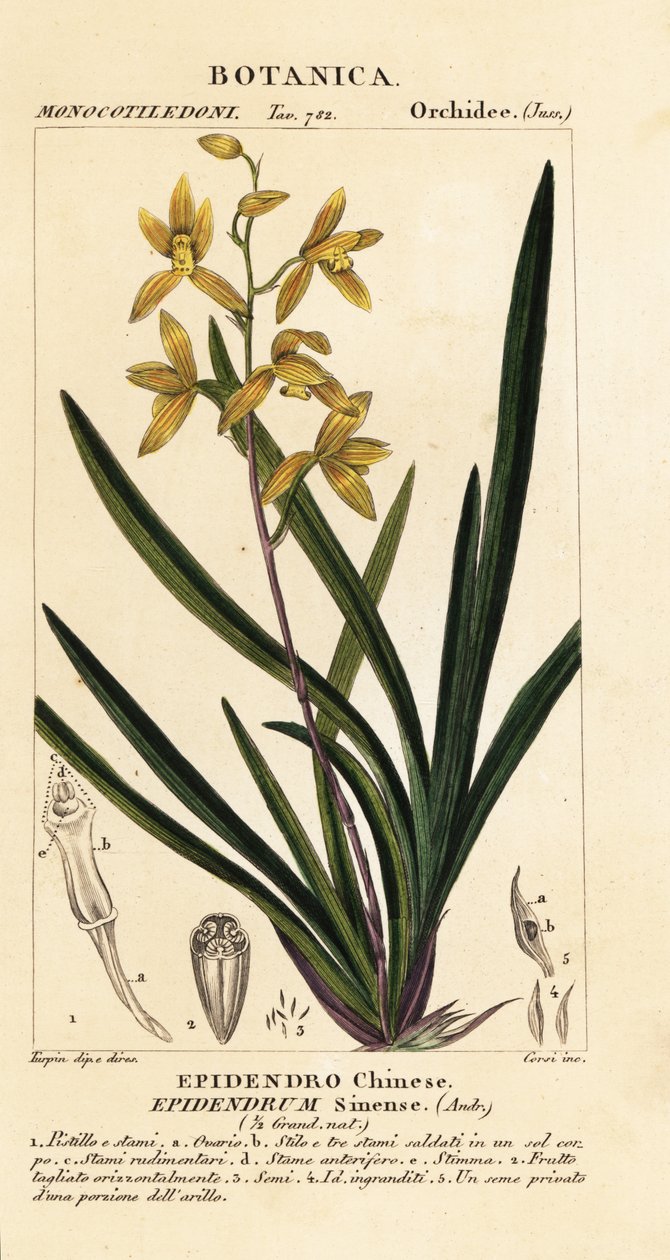 أوركيد يحتضر ، Cymbidium sinense بواسطة ستانغي ستانغي