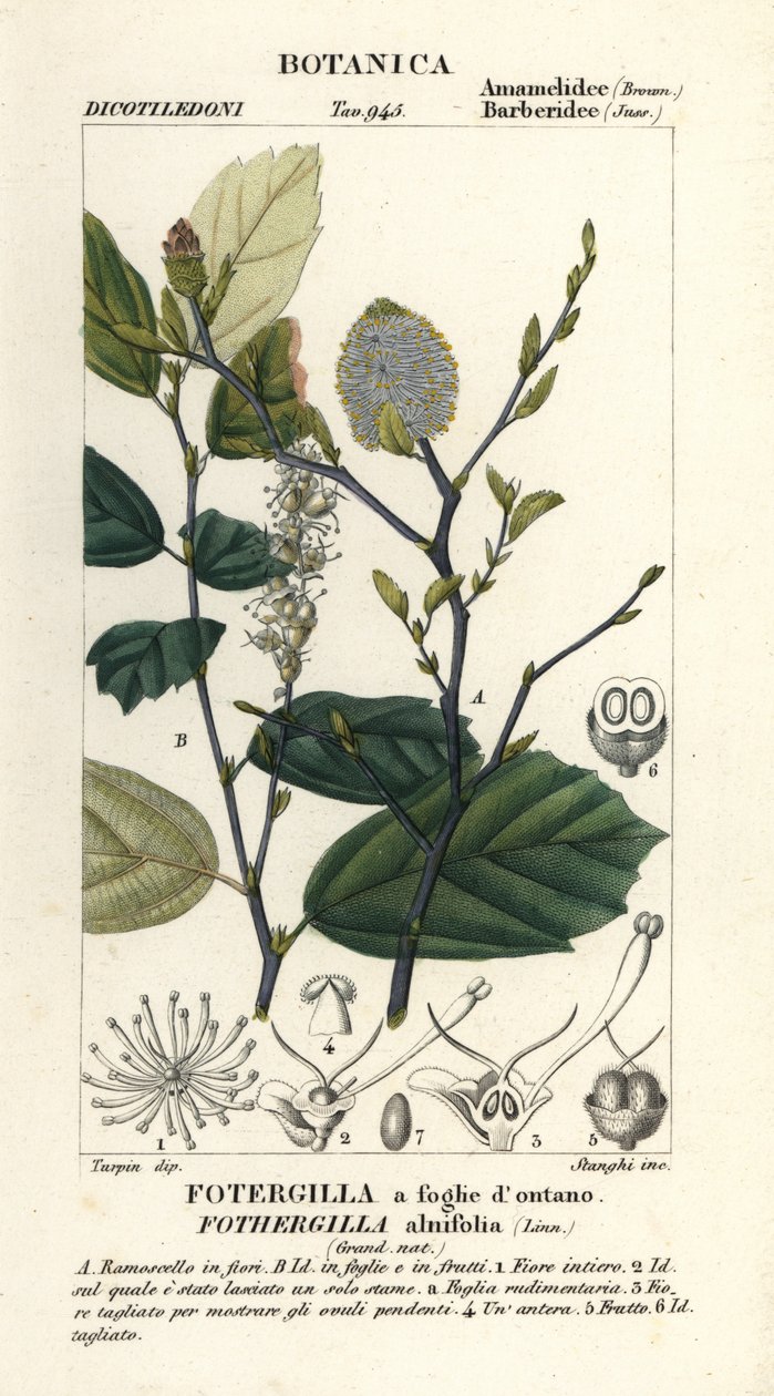 شيخ الساحرة ، Fothergilla gardenii بواسطة ستانغي ستانغي