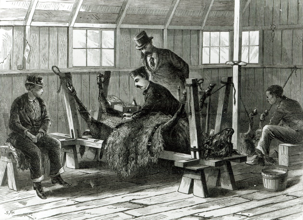 أخذ فيروس من العجل ، رسم توضيحي من "هاربر ويكلي" عام 1872 بواسطة ستانلي فوكس
