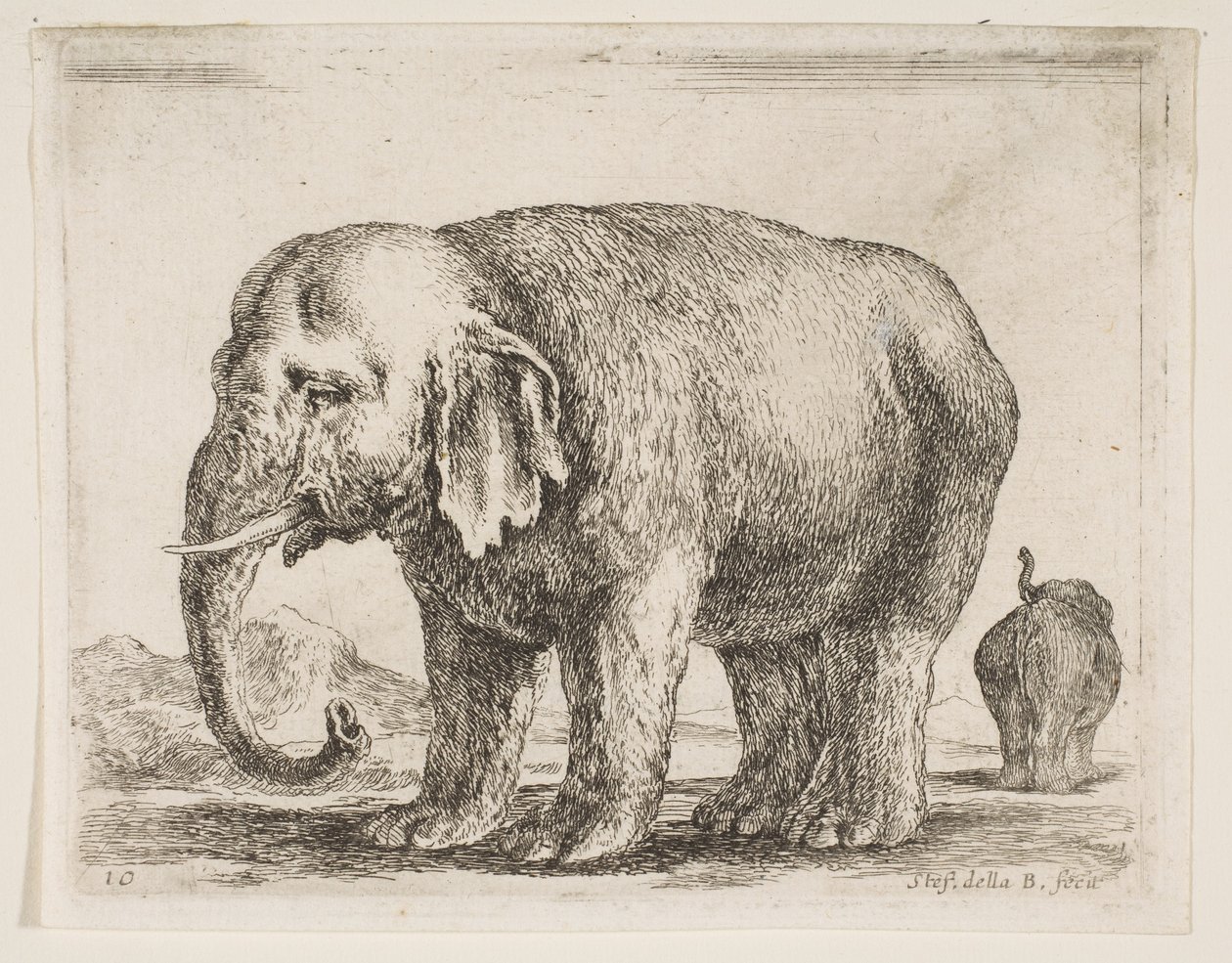 اللوحة 10: فيل ، من حيوانات مختلفة Diversi animali ، ca. 1641. بواسطة ستيفانو ديلا بيلا