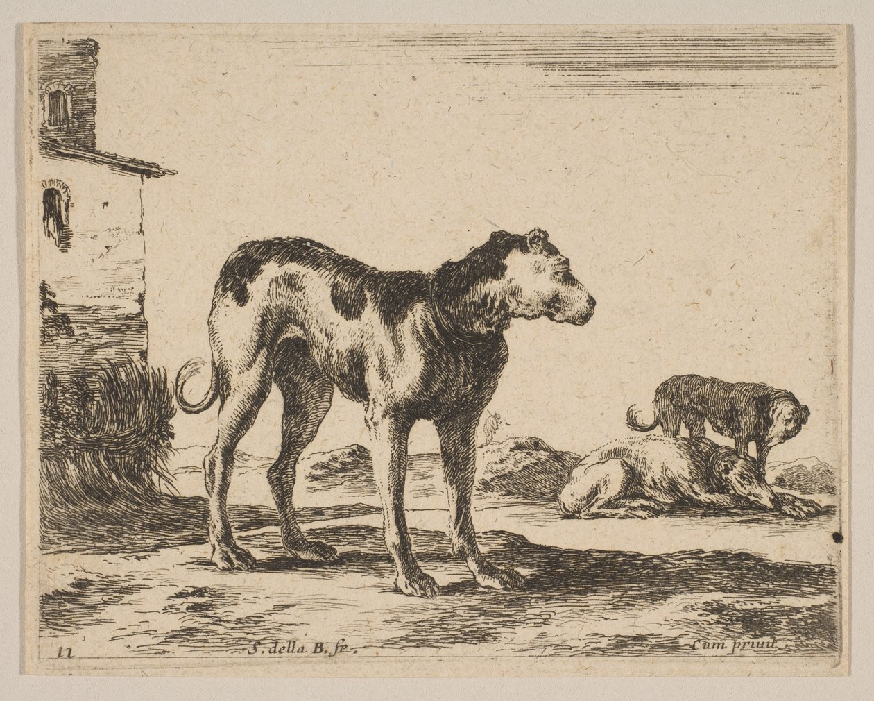 اللوحة 11: الكلاب من مختلف الحيوانات Diversi animali، ca. 1641. بواسطة ستيفانو ديلا بيلا