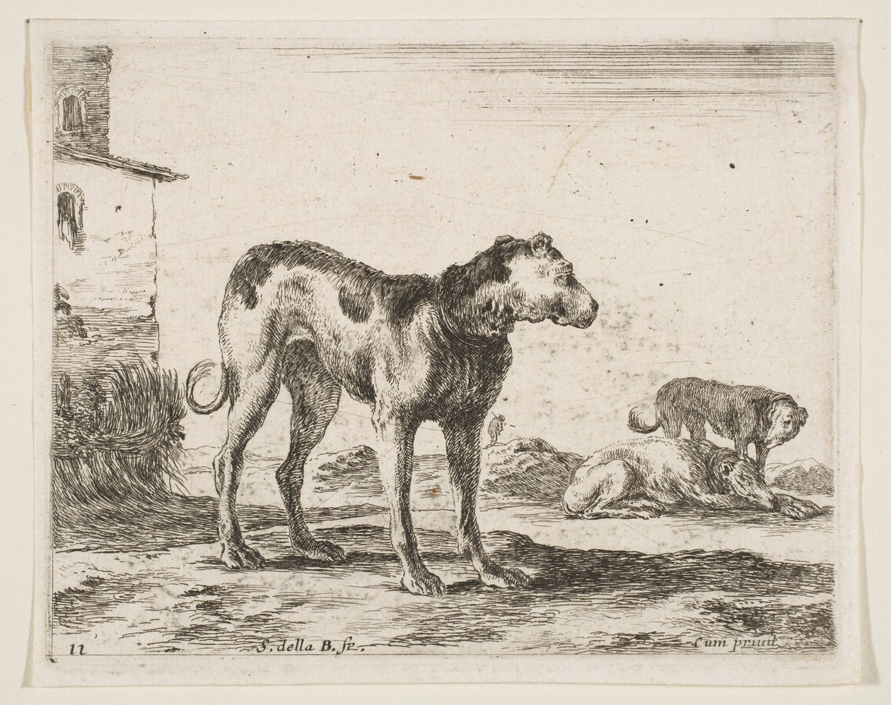 اللوحة 11: الكلاب من مختلف الحيوانات Diversi animali، ca. 1641. بواسطة ستيفانو ديلا بيلا