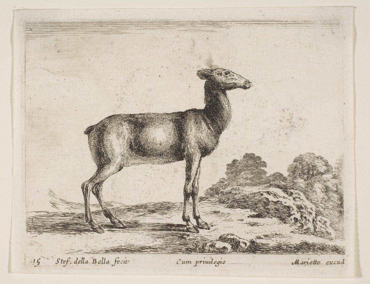 اللوحة 15: ظبية ، من حيوانات مختلفة حيوانات مختلفة ، كاليفورنيا. 1641. بواسطة ستيفانو ديلا بيلا
