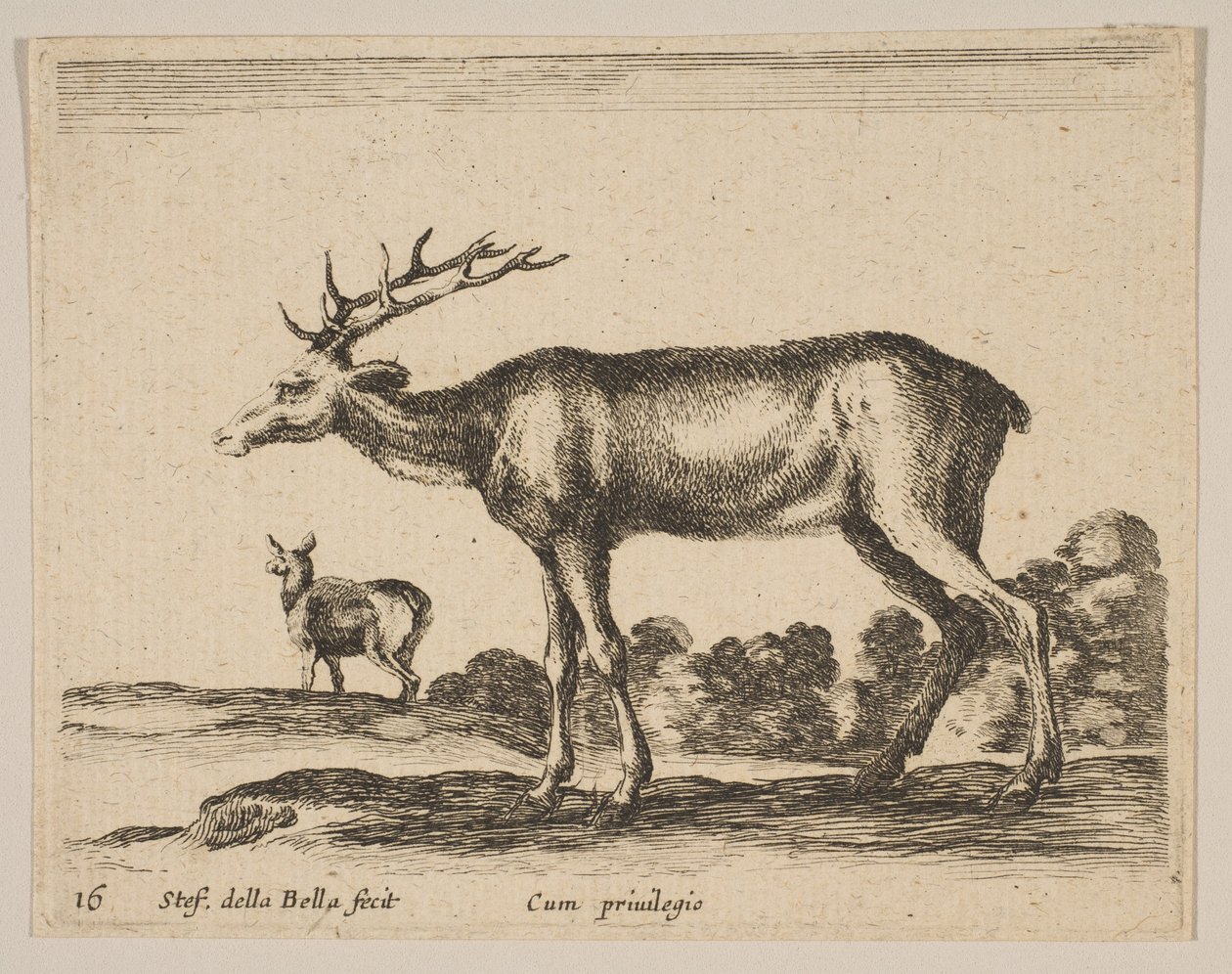 اللوحة 16: الأيل ، من الحيوانات المختلفة Diversi animali ، ca. 1641. بواسطة ستيفانو ديلا بيلا