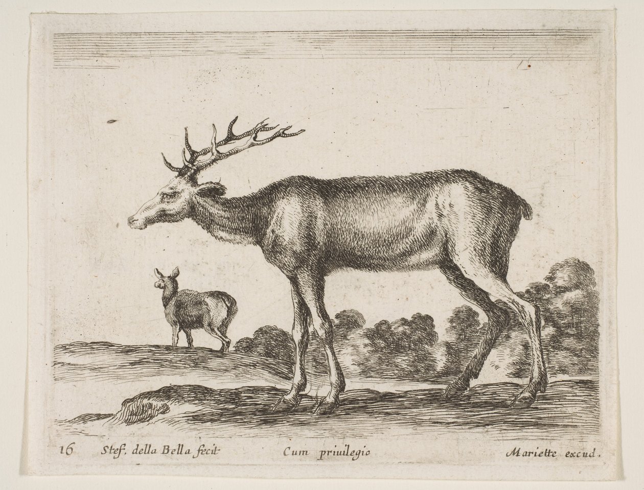 اللوحة 16: الأيل ، من الحيوانات المختلفة Diversi animali ، ca. 1641. بواسطة ستيفانو ديلا بيلا