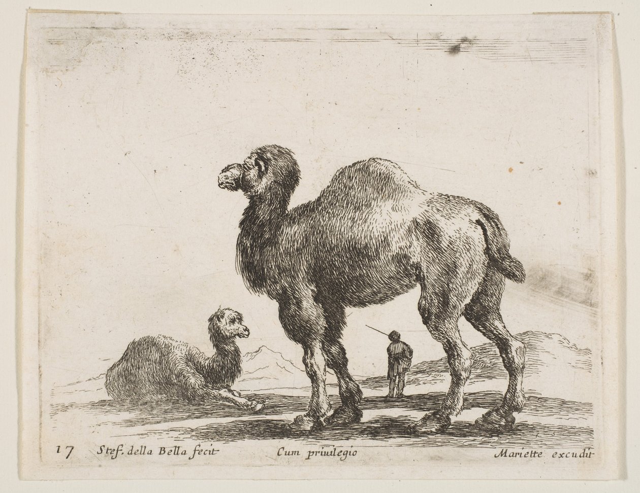 اللوحة 17: الإبل ، من الحيوانات المختلفة Diversi animali ، ca. 1641. بواسطة ستيفانو ديلا بيلا