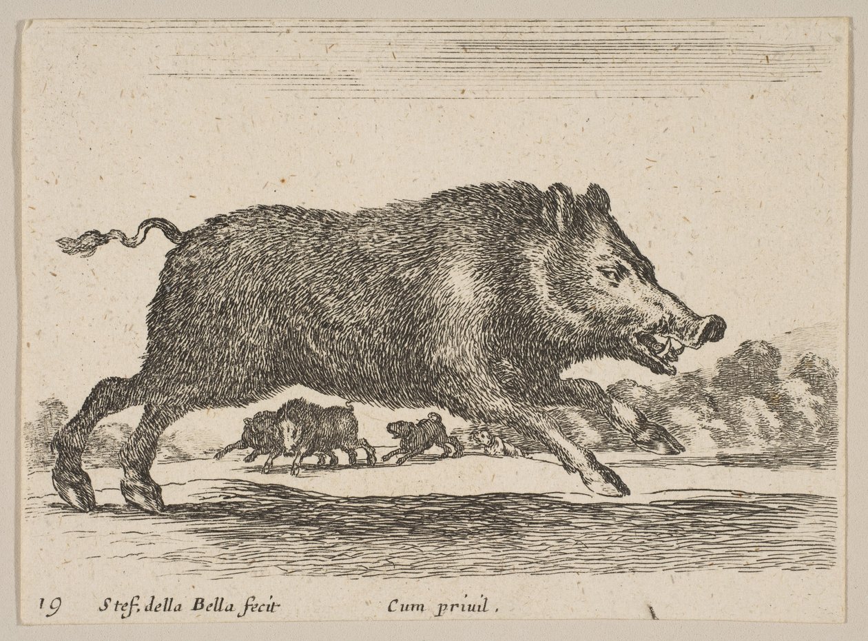 اللوحة 19: خنزير بري ، من حيوانات مختلفة Diversi animali ، ca. 1641. بواسطة ستيفانو ديلا بيلا