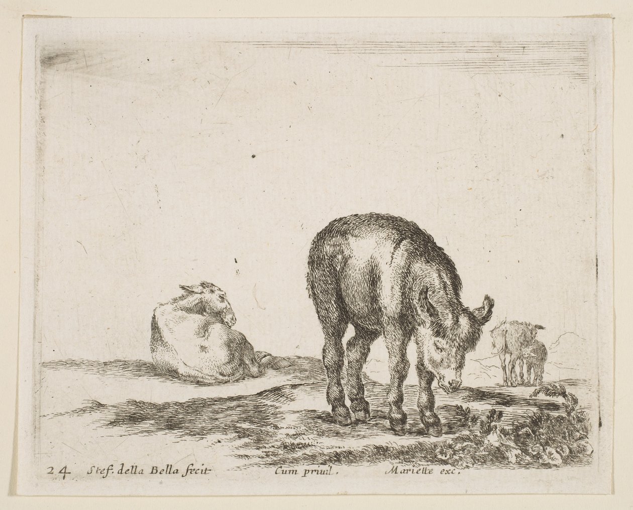 اللوحة 24: الحمير من الحيوانات المختلفة Diversi animali، ca. 1641. بواسطة ستيفانو ديلا بيلا