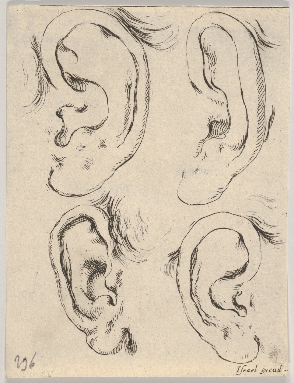 اللوحة 5: أربع آذان ، من كتاب التعلم لرسم Livre pour Apprendre à dessi ...، ca. 1649. بواسطة ستيفانو ديلا بيلا