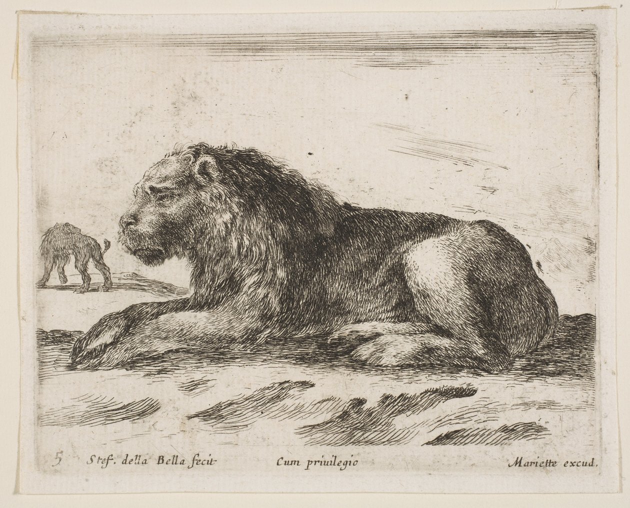اللوحة 5: أسد مستلق من حيوانات متنوعة Diversi animali ، 1641. بواسطة ستيفانو ديلا بيلا