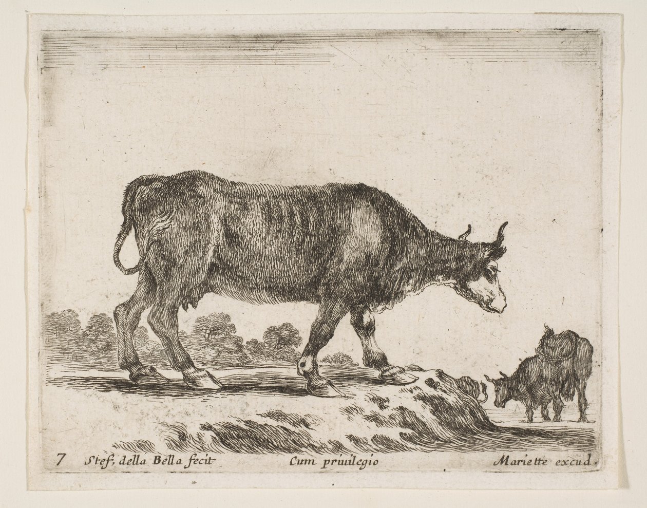 اللوحة 7: ثور ، من حيوانات مختلفة Diversi animali ، ca. 1641. بواسطة ستيفانو ديلا بيلا